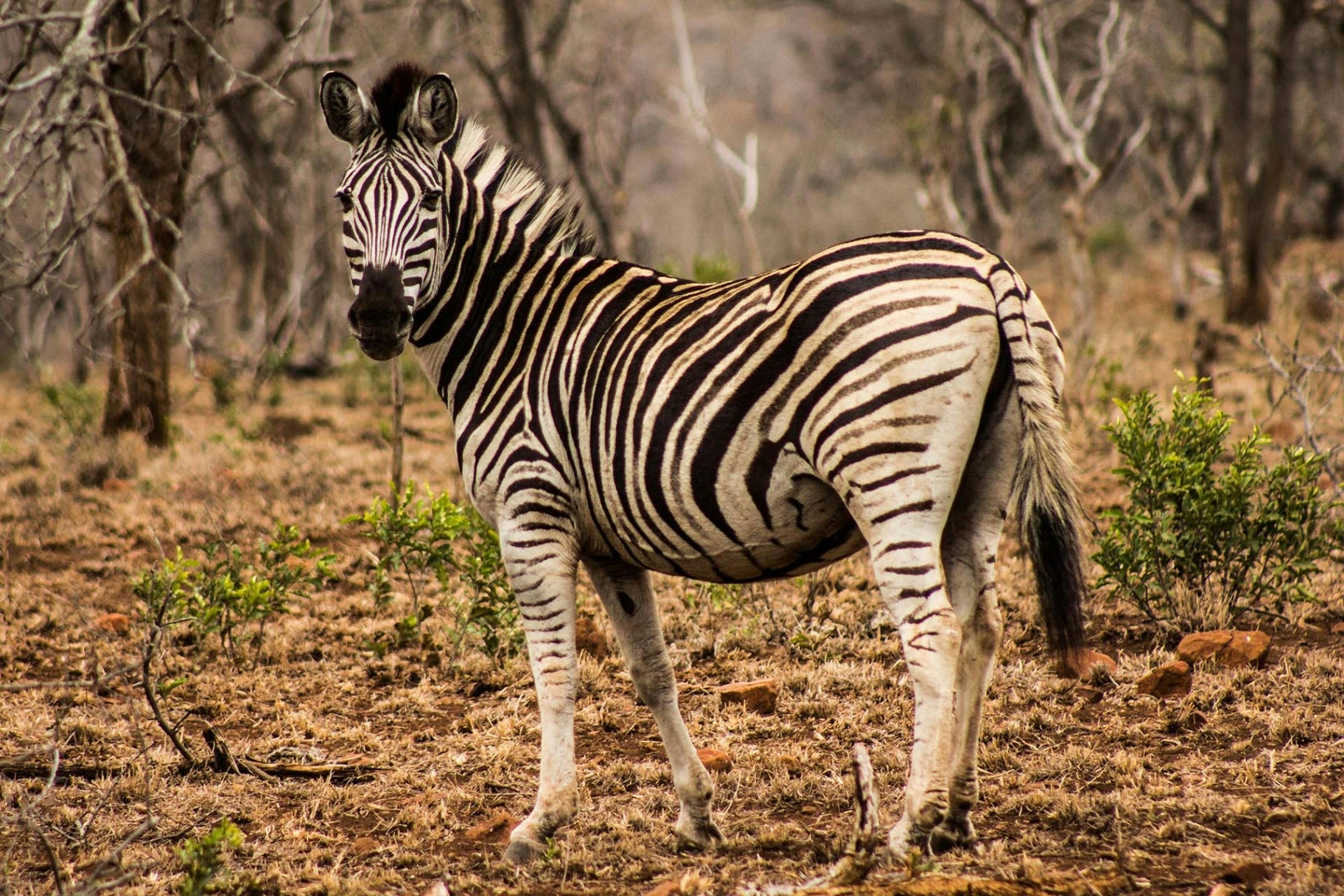 Leopard Mountain Lodge Zebra